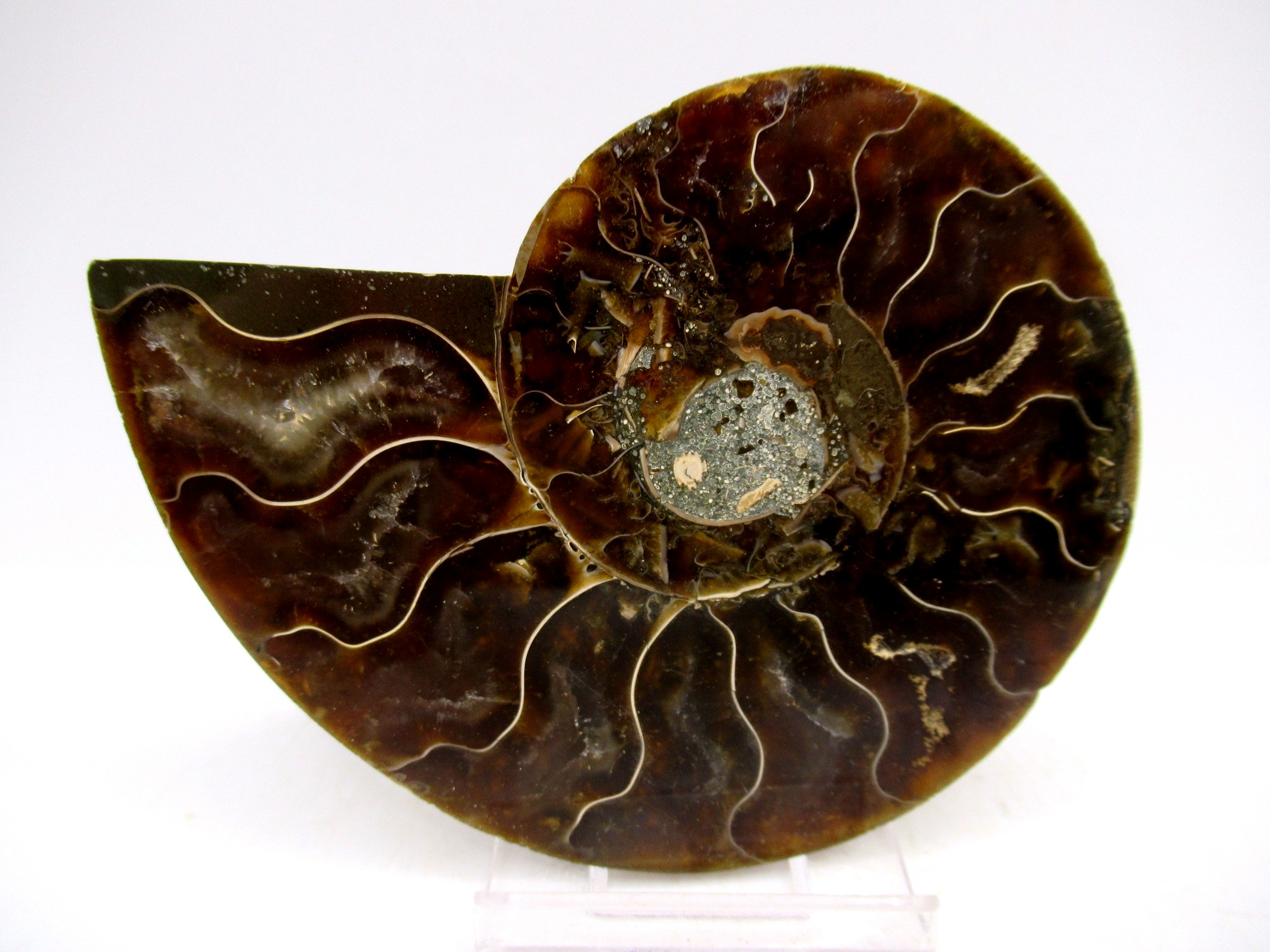 Madagascar Cretaceous Cleoniceras Ammonite MED Pair 149 | Fossils for Sale General Cretaceous Age Cleoniceras Ammonite Medium Pair Fossils From Madagascar For Sale #149