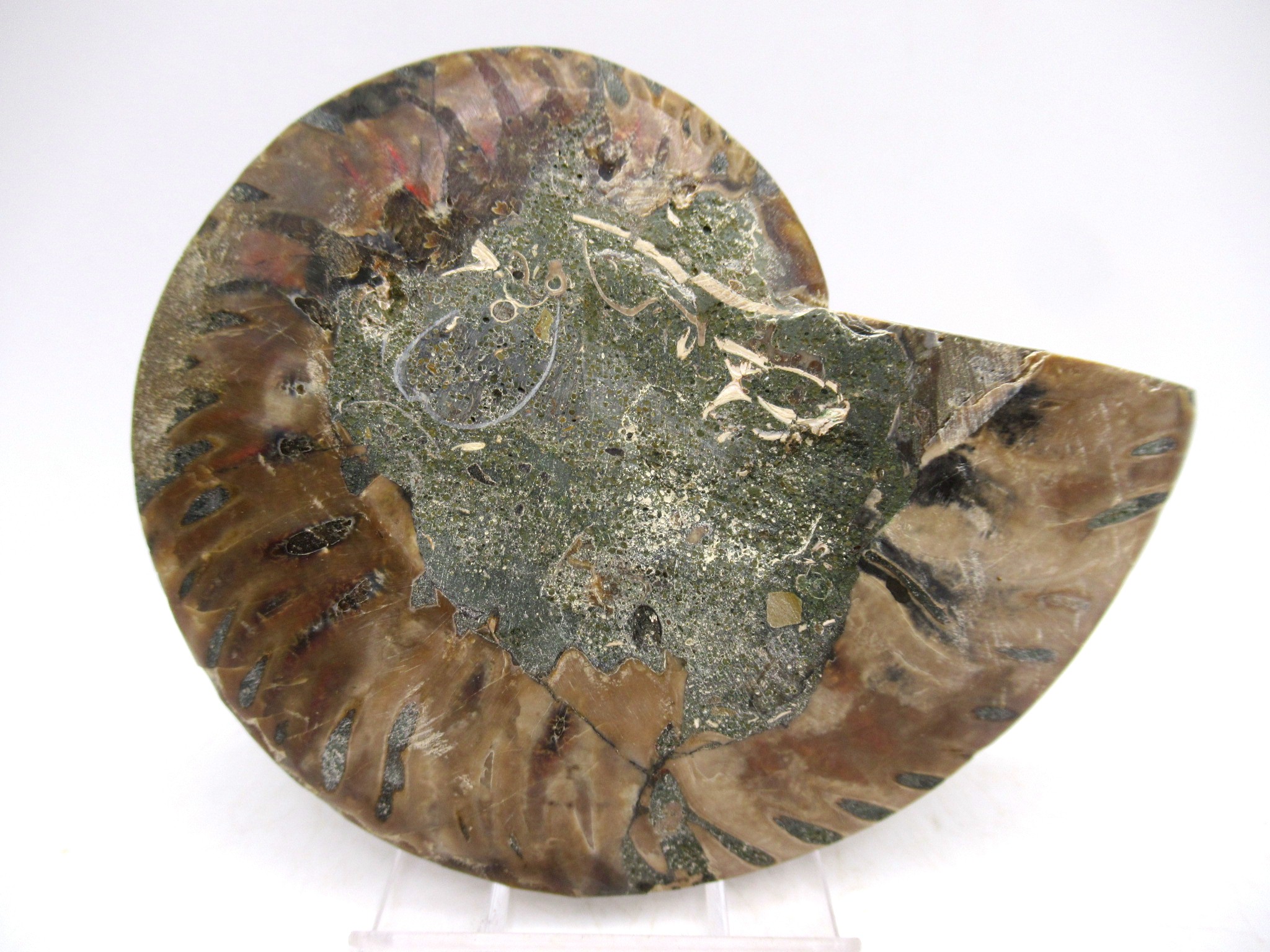 Madagascar Cretaceous Cleoniceras Ammonite MED Pair 149a | Fossils for Sale General Cretaceous Age Cleoniceras Ammonite Medium Pair Fossils From Madagascar For Sale #149a