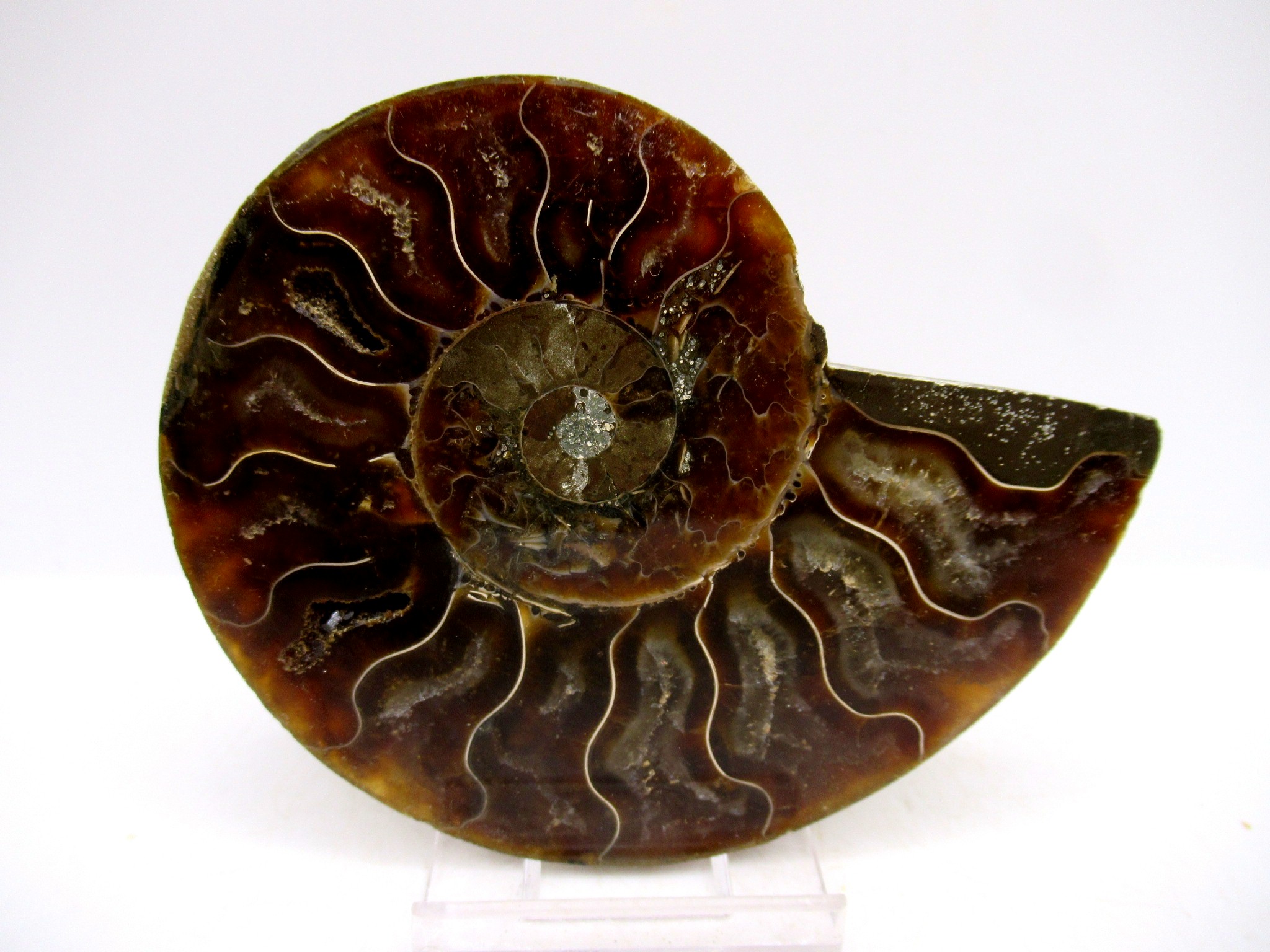 Madagascar Cretaceous Cleoniceras Ammonite MED Pair 149b | Fossils for Sale General Cretaceous Age Cleoniceras Ammonite Medium Pair Fossils From Madagascar For Sale #149b
