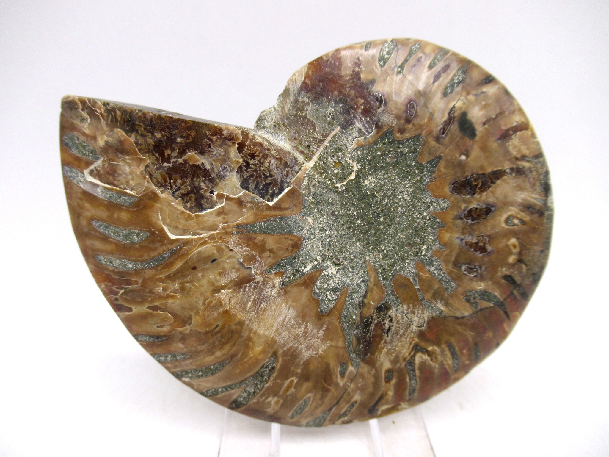 Madagascar Cretaceous Cleoniceras Ammonite MED Pair 149c | Fossils for Sale General Cretaceous Age Cleoniceras Ammonite Medium Pair Fossils From Madagascar For Sale #149c