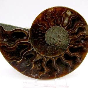 General Cretaceous Age Cleoniceras Ammonite Medium Pair Fossils From Madagascar For Sale #150
