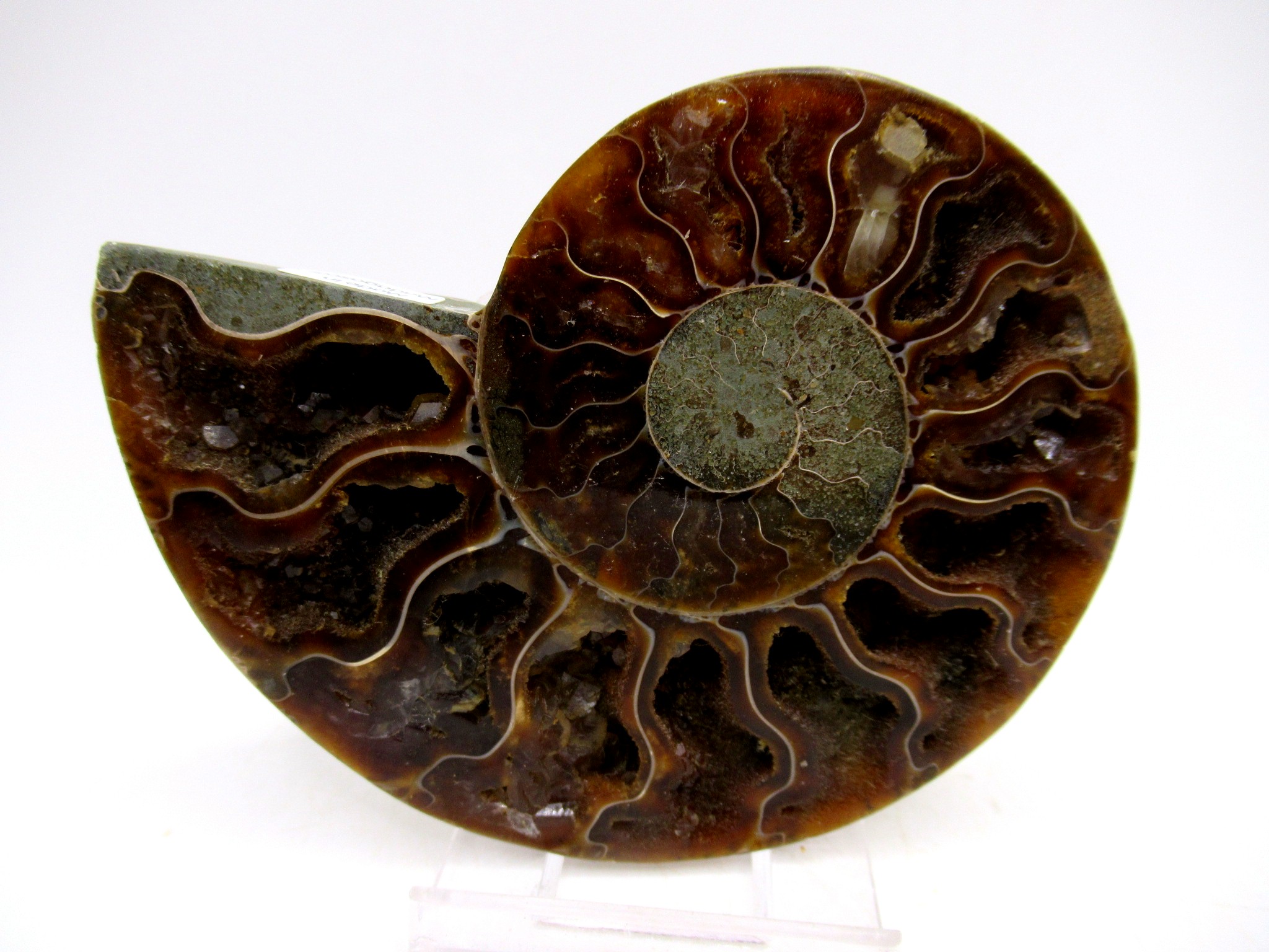 Madagascar Cretaceous Cleoniceras Ammonite MED Pair 150 | Fossils for Sale General Cretaceous Age Cleoniceras Ammonite Medium Pair Fossils From Madagascar For Sale #150