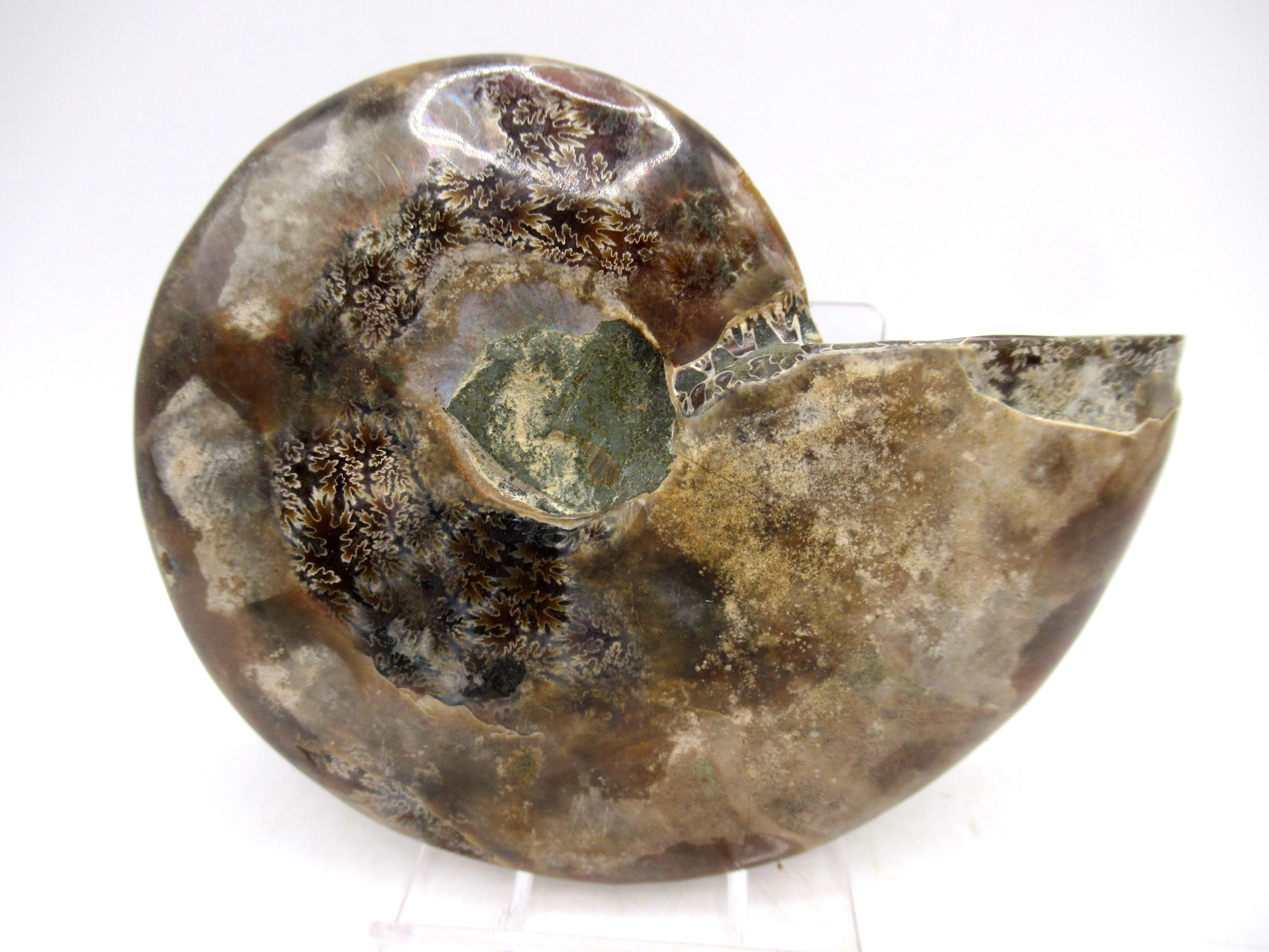 Madagascar Cretaceous Cleoniceras Ammonite MED Pair 150a | Fossils for Sale General Cretaceous Age Cleoniceras Ammonite Medium Pair Fossils From Madagascar For Sale #150a