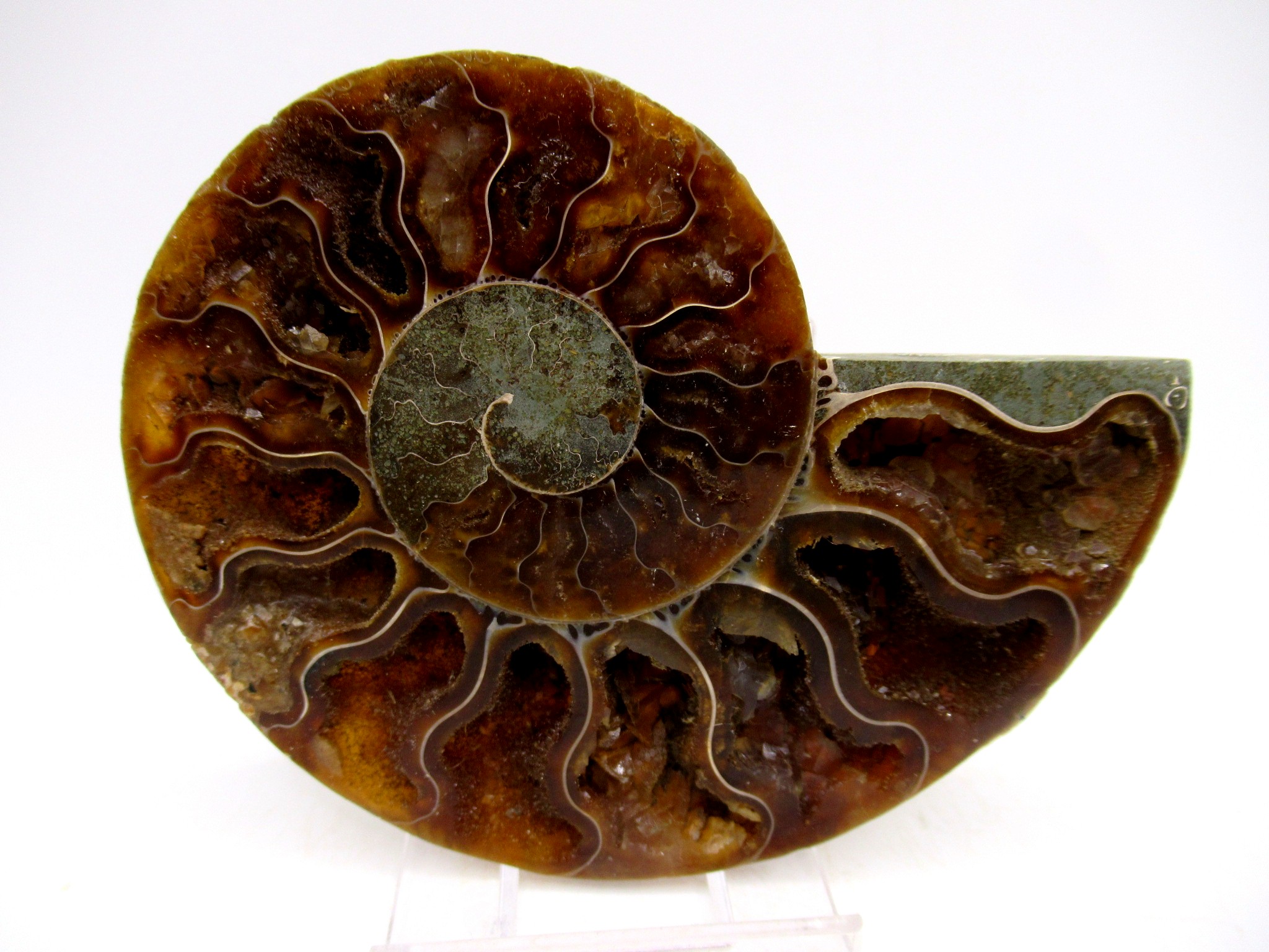Madagascar Cretaceous Cleoniceras Ammonite MED Pair 150b | Fossils for Sale General Cretaceous Age Cleoniceras Ammonite Medium Pair Fossils From Madagascar For Sale #150b