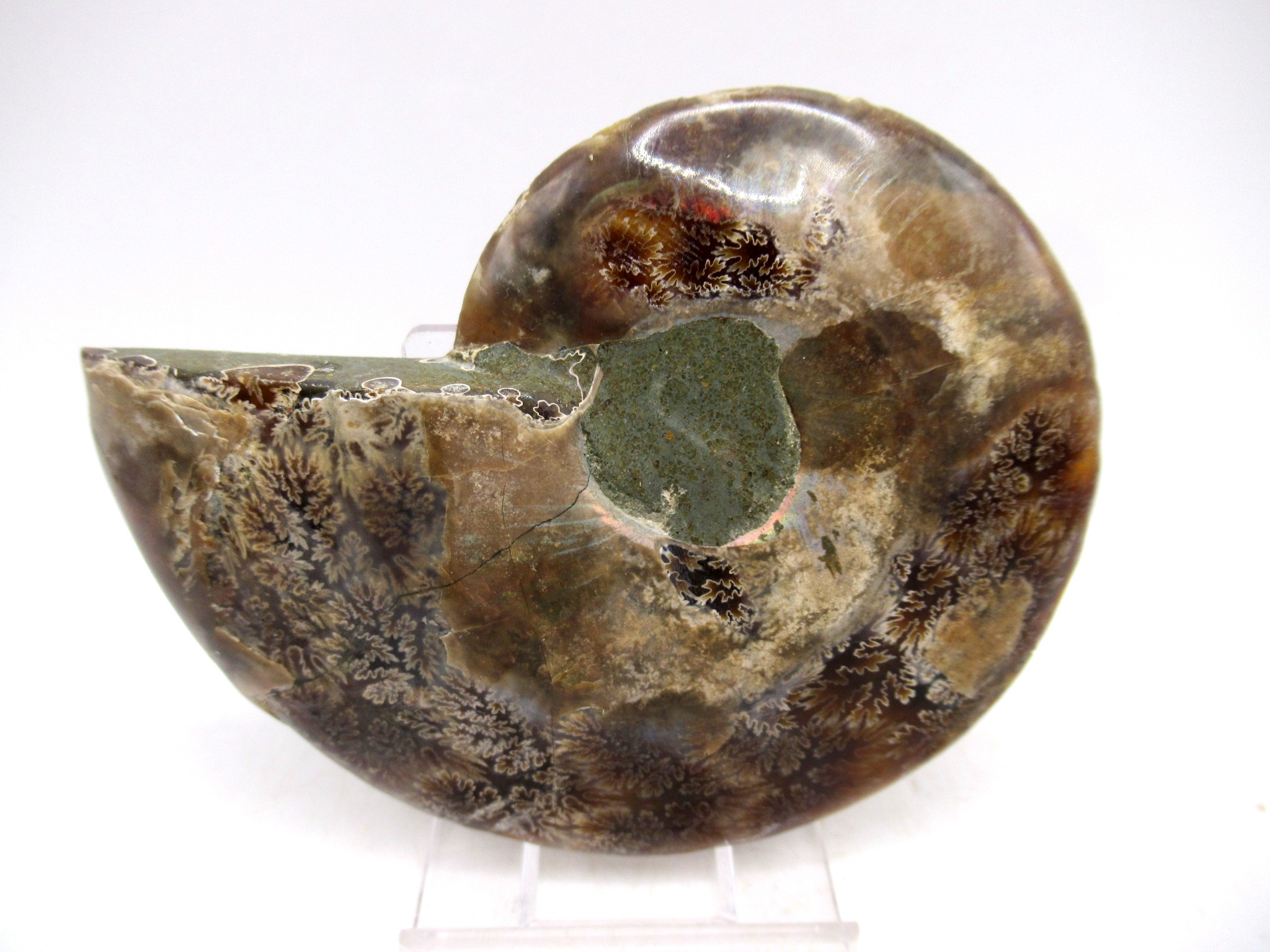 Madagascar Cretaceous Cleoniceras Ammonite MED Pair 150c | Fossils for Sale General Cretaceous Age Cleoniceras Ammonite Medium Pair Fossils From Madagascar For Sale #150c