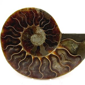 General Cretaceous Age Cleoniceras Ammonite Medium Pair Fossils From Madagascar For Sale #151