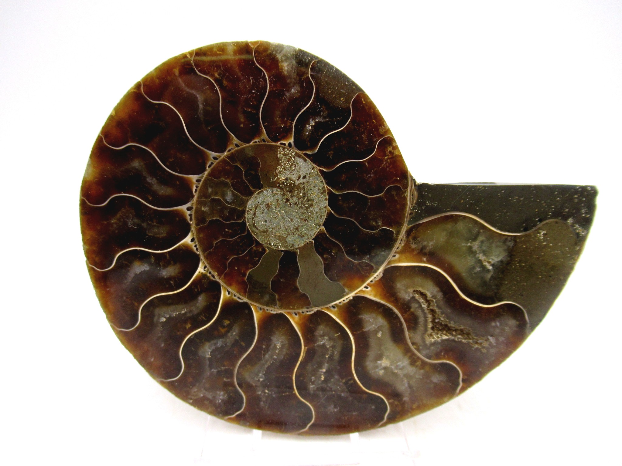 Madagascar Cretaceous Cleoniceras Ammonite MED Pair 151 | Fossils for Sale General Cretaceous Age Cleoniceras Ammonite Medium Pair Fossils From Madagascar For Sale #151