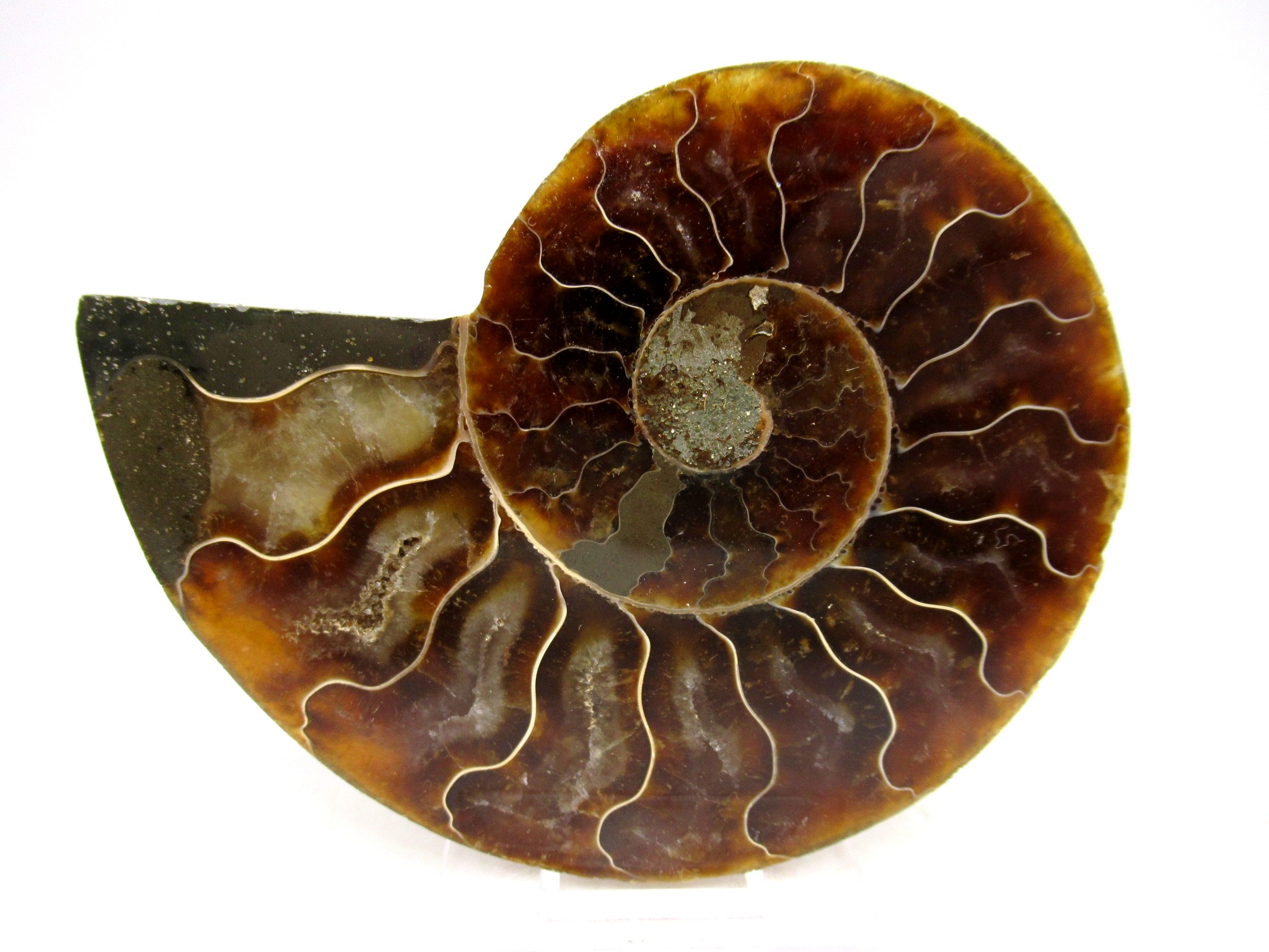 Madagascar Cretaceous Cleoniceras Ammonite MED Pair 151b | Fossils for Sale General Cretaceous Age Cleoniceras Ammonite Medium Pair Fossils From Madagascar For Sale #151b