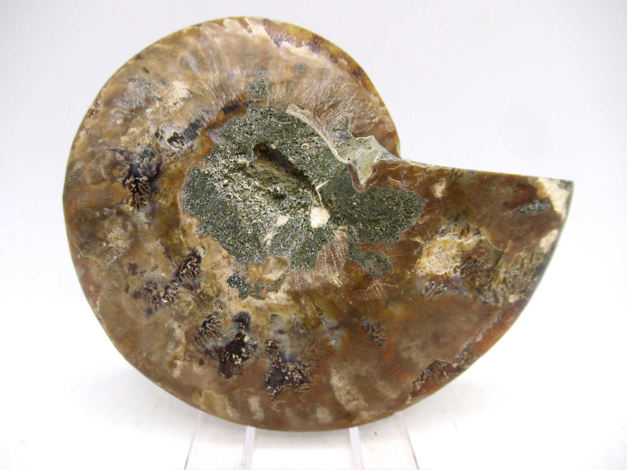 Madagascar Cretaceous Cleoniceras Ammonite MED Pair 151c | Fossils for Sale General Cretaceous Age Cleoniceras Ammonite Medium Pair Fossils From Madagascar For Sale #151c