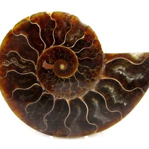 General Cretaceous Age Cleoniceras Ammonite Medium Pair Fossils From Madagascar For Sale #152