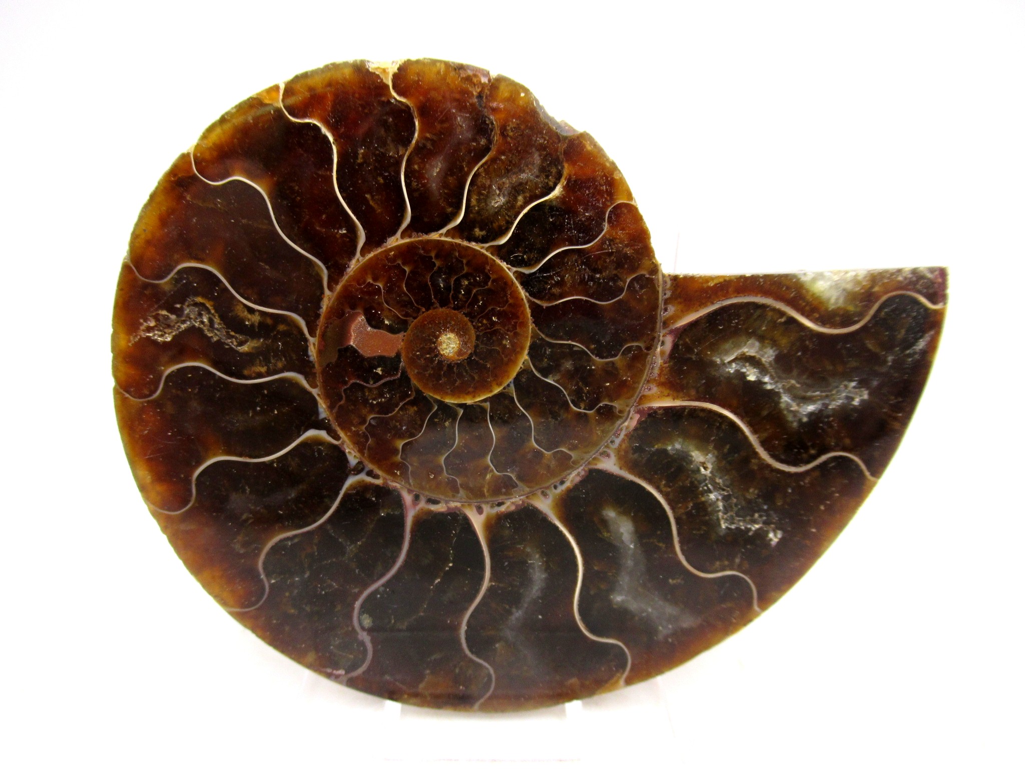 Madagascar Cretaceous Cleoniceras Ammonite MED Pair 152 | Fossils for Sale General Cretaceous Age Cleoniceras Ammonite Medium Pair Fossils From Madagascar For Sale #152