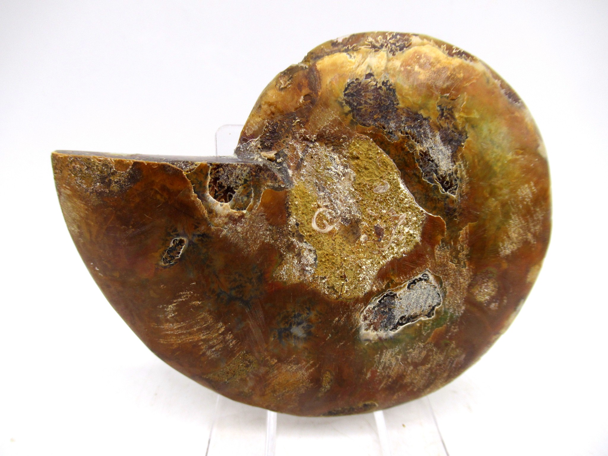 Madagascar Cretaceous Cleoniceras Ammonite MED Pair 152a | Fossils for Sale General Cretaceous Age Cleoniceras Ammonite Medium Pair Fossils From Madagascar For Sale #152a