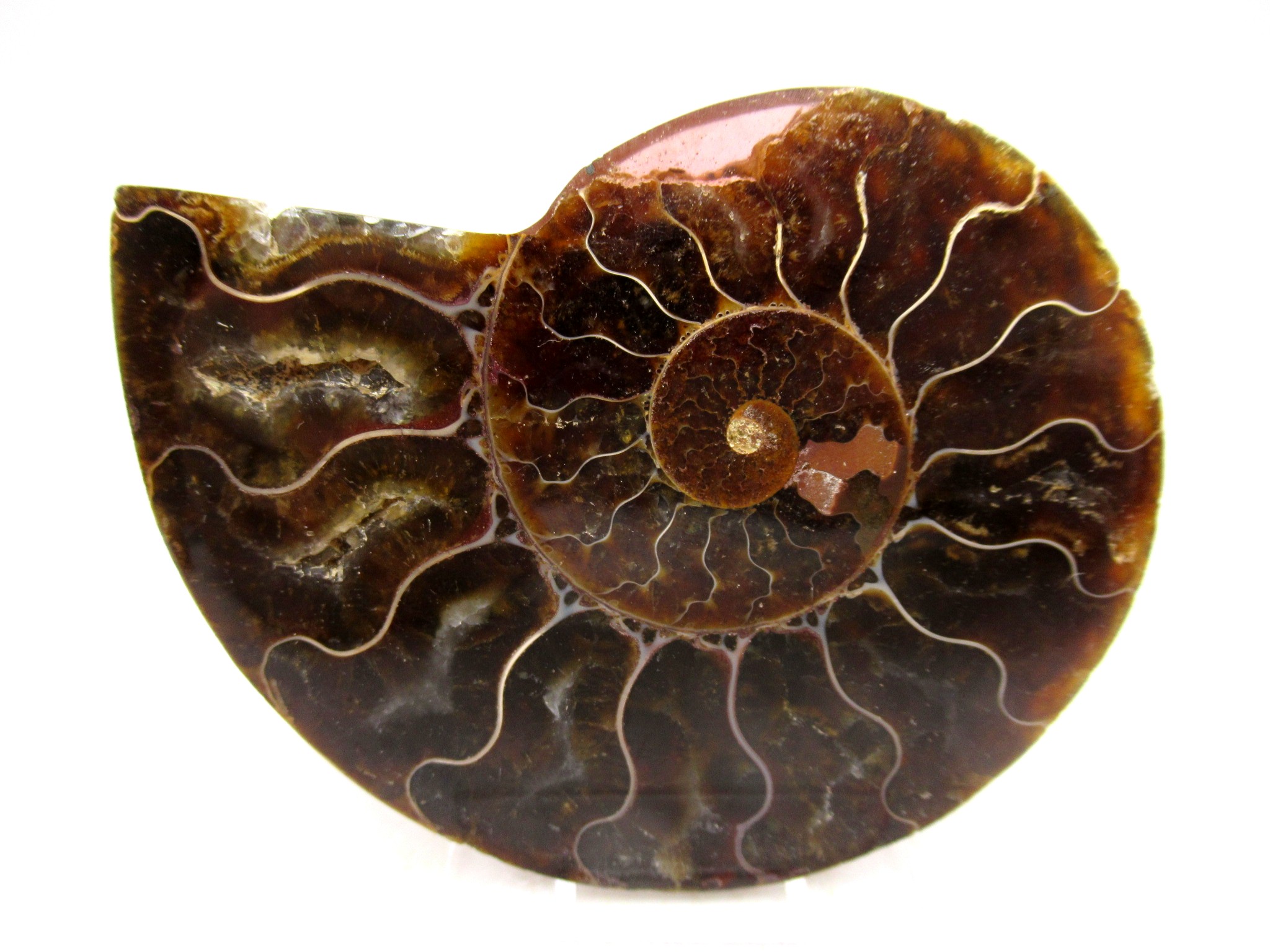 Madagascar Cretaceous Cleoniceras Ammonite MED Pair 152b | Fossils for Sale General Cretaceous Age Cleoniceras Ammonite Medium Pair Fossils From Madagascar For Sale #152b