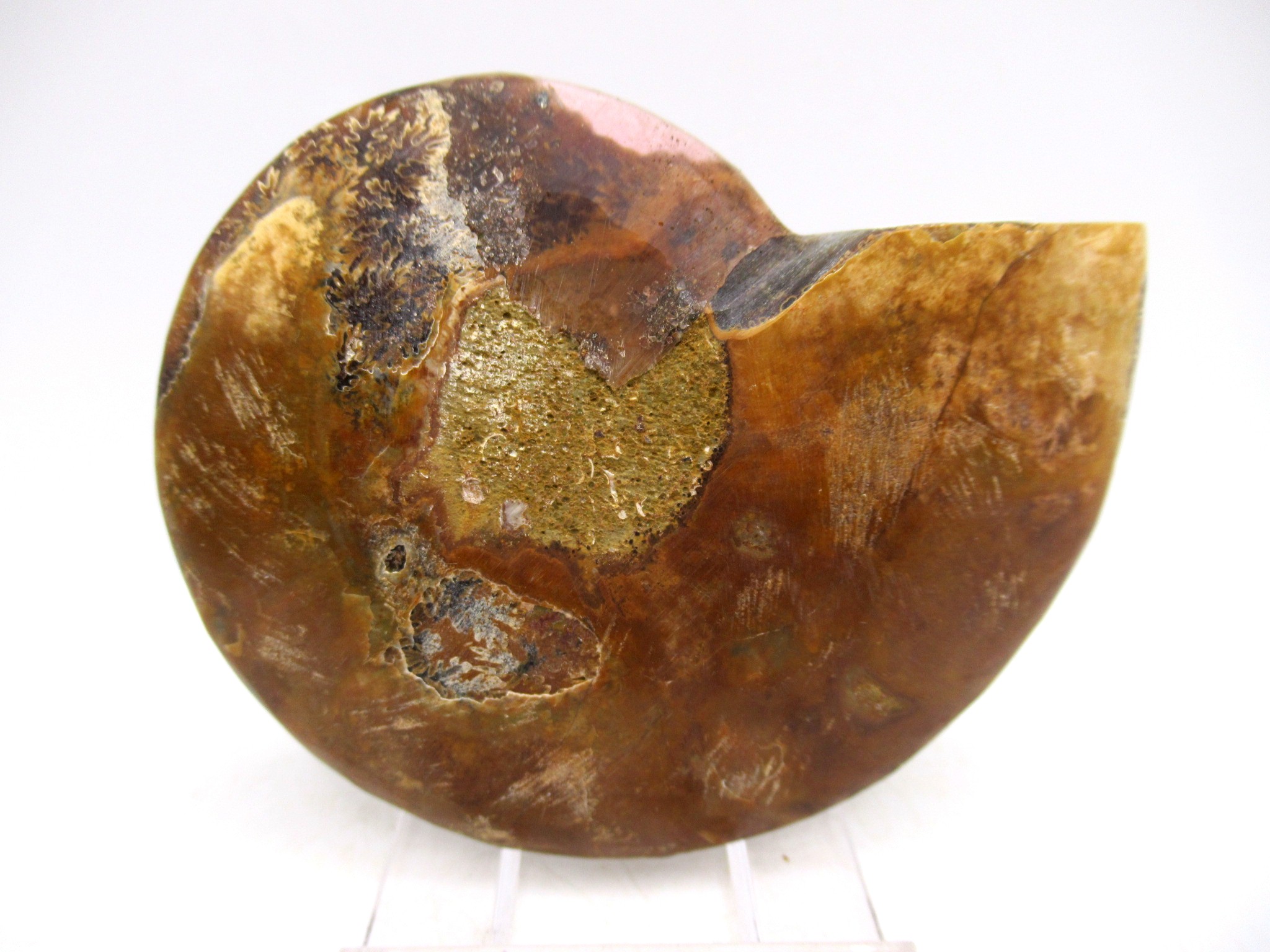 Madagascar Cretaceous Cleoniceras Ammonite MED Pair 152c | Fossils for Sale General Cretaceous Age Cleoniceras Ammonite Medium Pair Fossils From Madagascar For Sale #152c