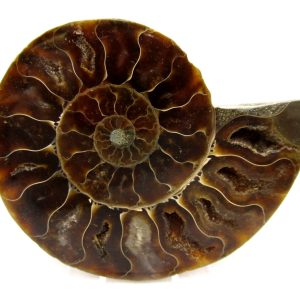 General Cretaceous Age Cleoniceras Ammonite Medium Pair Fossils From Madagascar For Sale #153
