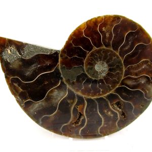 General Cretaceous Age Cleoniceras Ammonite Medium Pair Fossils From Madagascar For Sale #154