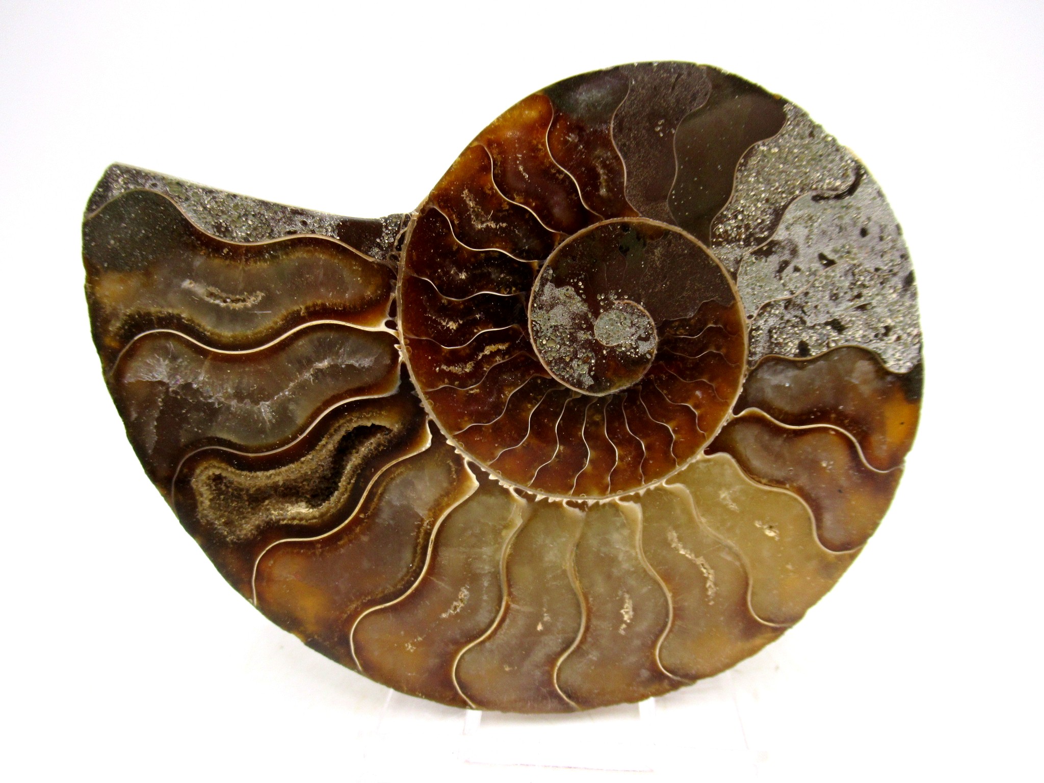 Madagascar Cretaceous Cleoniceras Ammonite MED Pair 155 | Fossils for Sale General Cretaceous Age Cleoniceras Ammonite Medium Pair Fossils From Madagascar For Sale #155