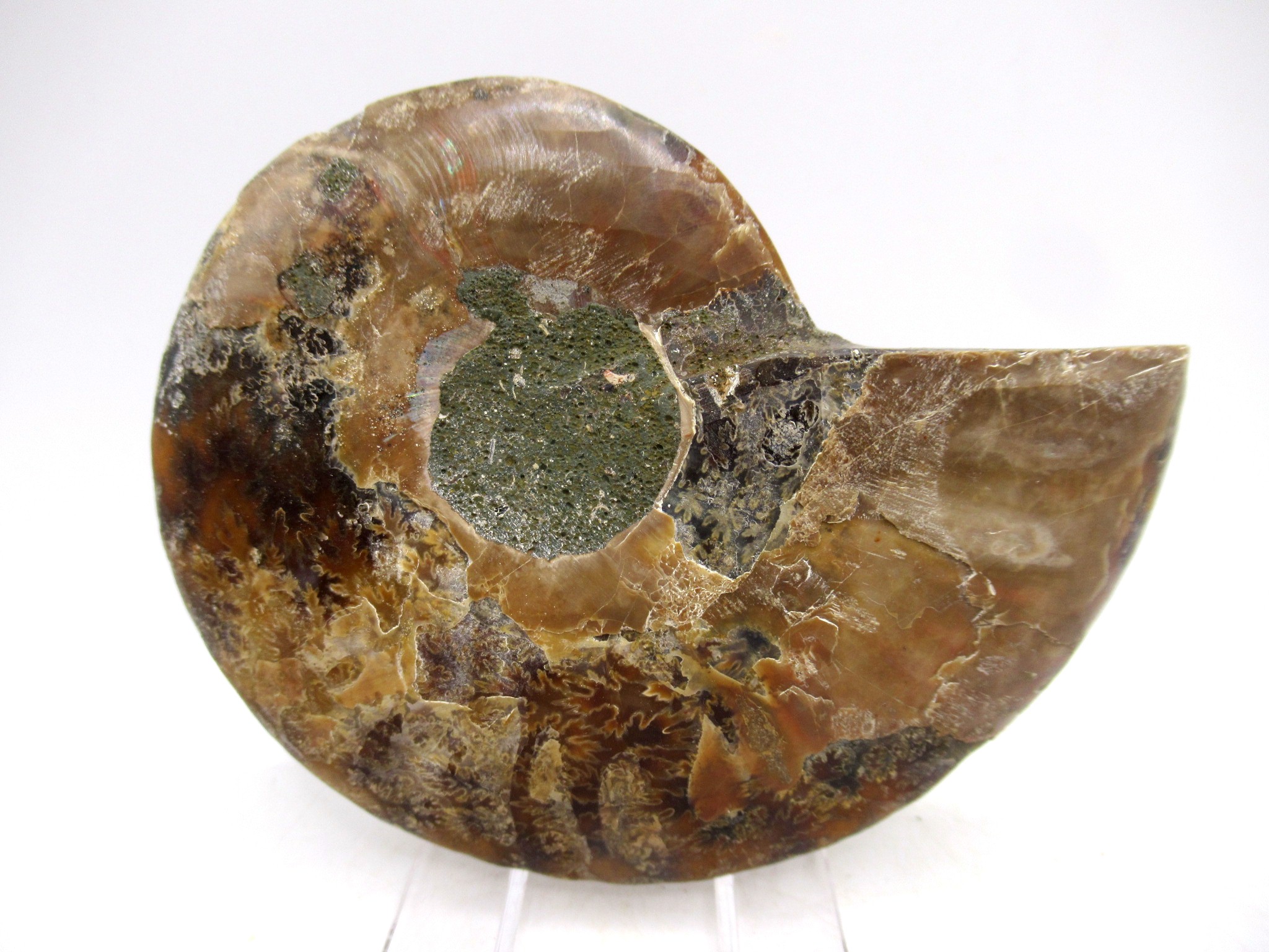 Madagascar Cretaceous Cleoniceras Ammonite MED Pair 155a | Fossils for Sale General Cretaceous Age Cleoniceras Ammonite Medium Pair Fossils From Madagascar For Sale #155a