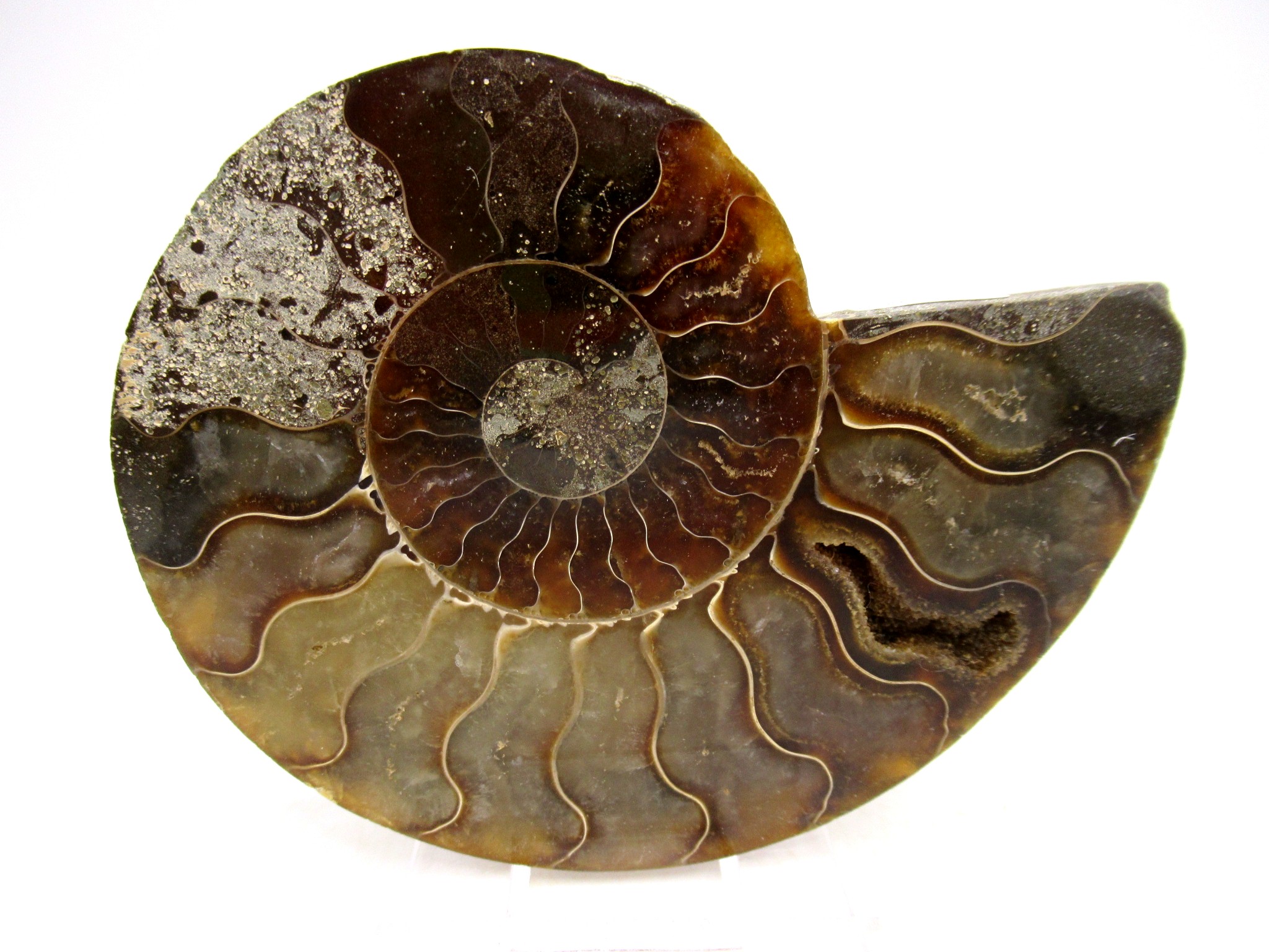 Madagascar Cretaceous Cleoniceras Ammonite MED Pair 155b | Fossils for Sale General Cretaceous Age Cleoniceras Ammonite Medium Pair Fossils From Madagascar For Sale #155b
