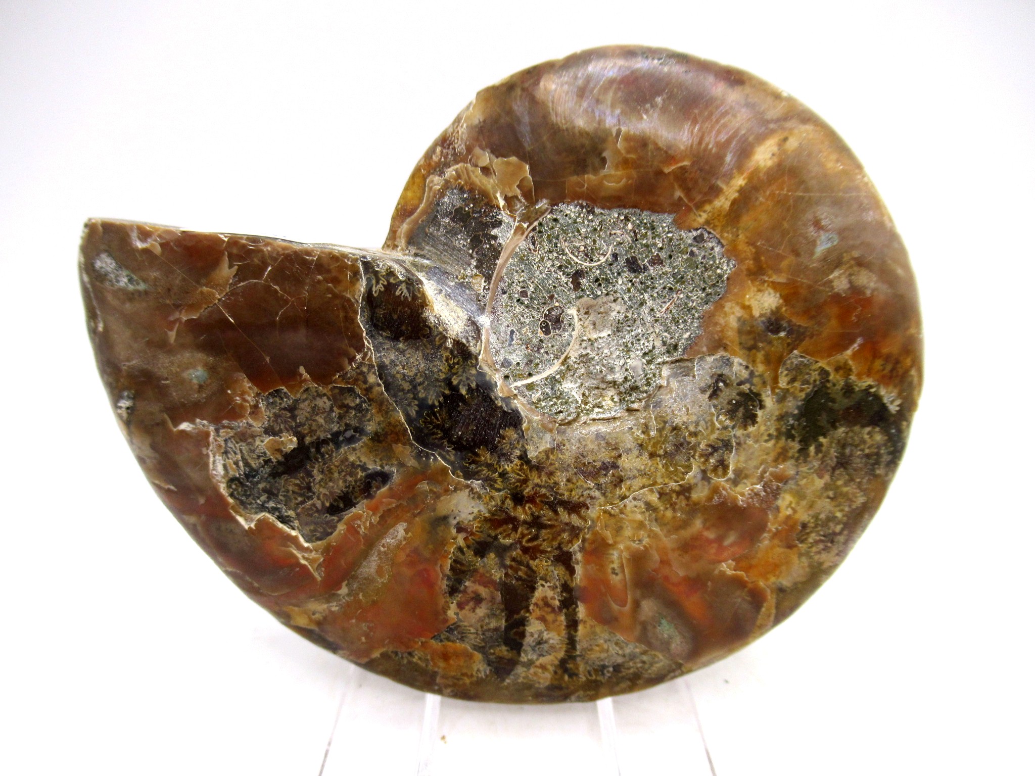 Madagascar Cretaceous Cleoniceras Ammonite MED Pair 155c | Fossils for Sale General Cretaceous Age Cleoniceras Ammonite Medium Pair Fossils From Madagascar For Sale #155c