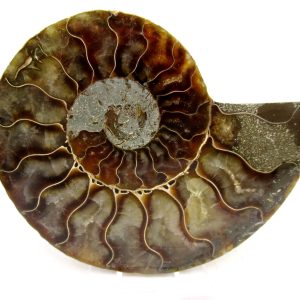 General Cretaceous Age Cleoniceras Ammonite Medium Pair Fossils From Madagascar For Sale #156