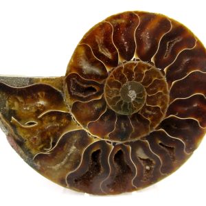 General Cretaceous Age Cleoniceras Ammonite Medium Pair Fossils From Madagascar For Sale #157