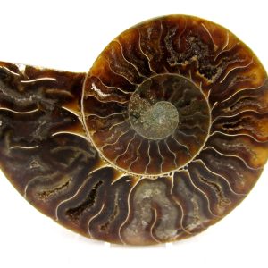 General Cretaceous Age Cleoniceras Ammonite Medium Pair Fossils From Madagascar For Sale #158