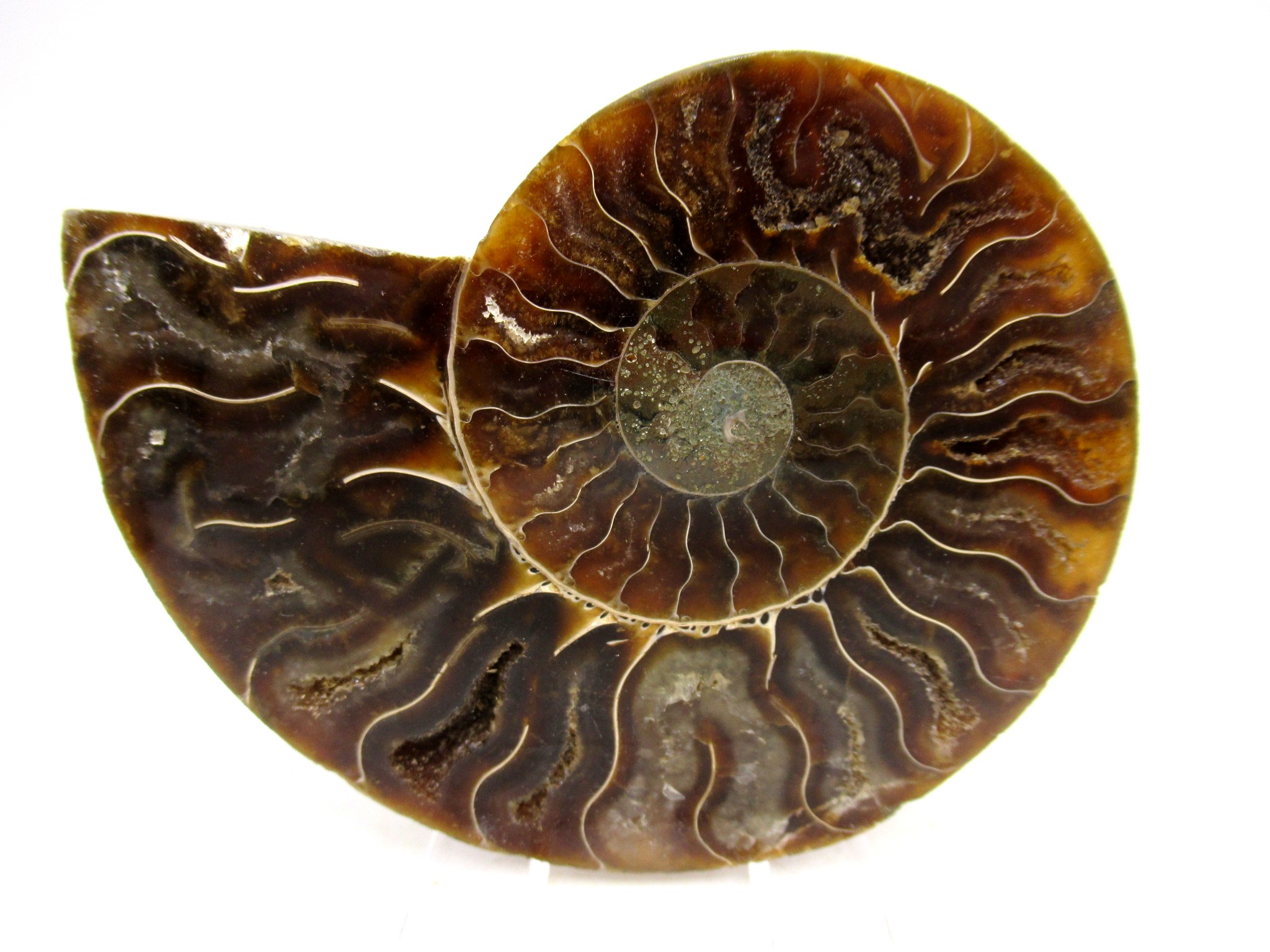 Madagascar Cretaceous Cleoniceras Ammonite MED Pair 158 | Fossils for Sale General Cretaceous Age Cleoniceras Ammonite Medium Pair Fossils From Madagascar For Sale #158