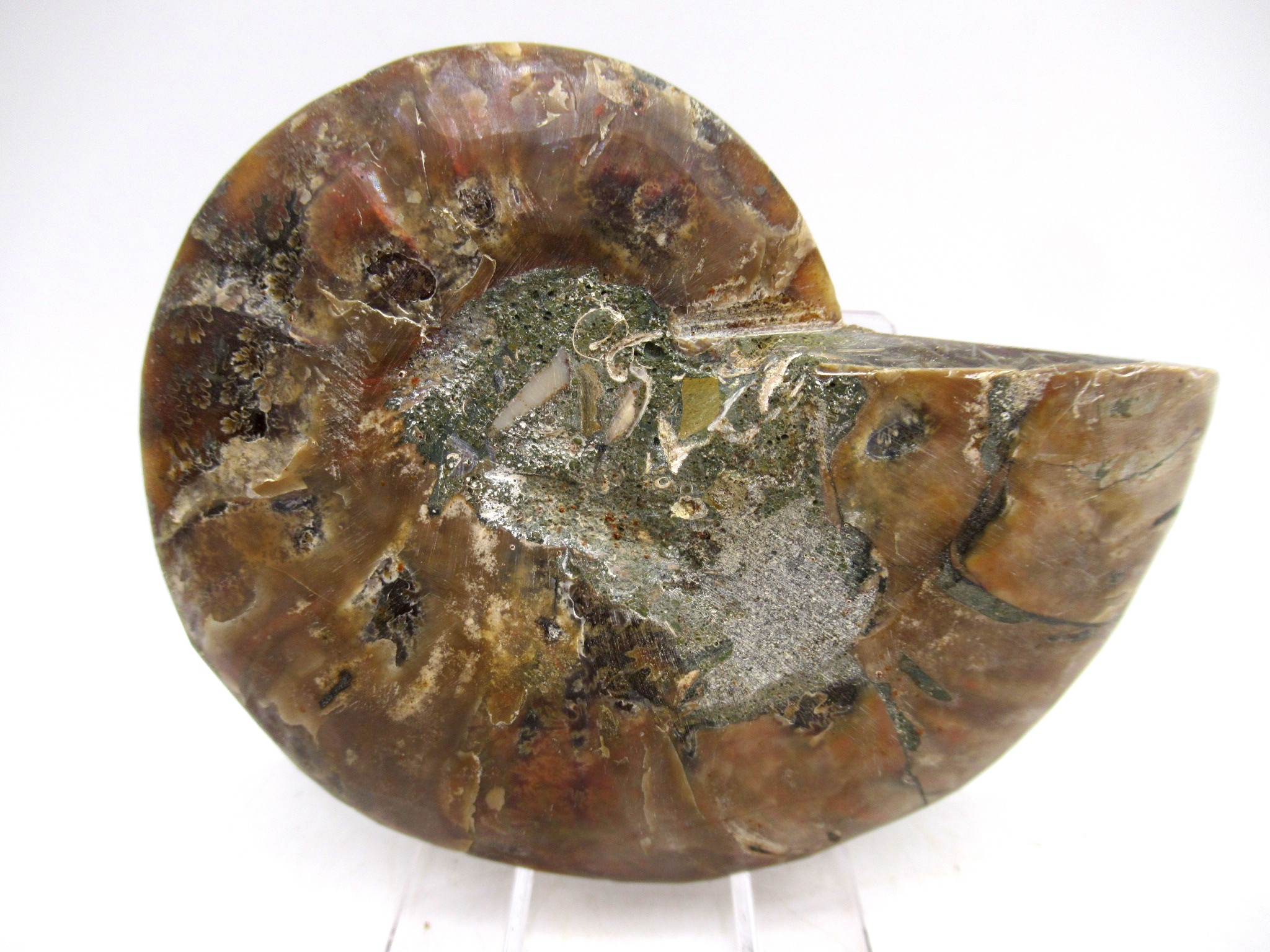 Madagascar Cretaceous Cleoniceras Ammonite MED Pair 158a | Fossils for Sale General Cretaceous Age Cleoniceras Ammonite Medium Pair Fossils From Madagascar For Sale #158a