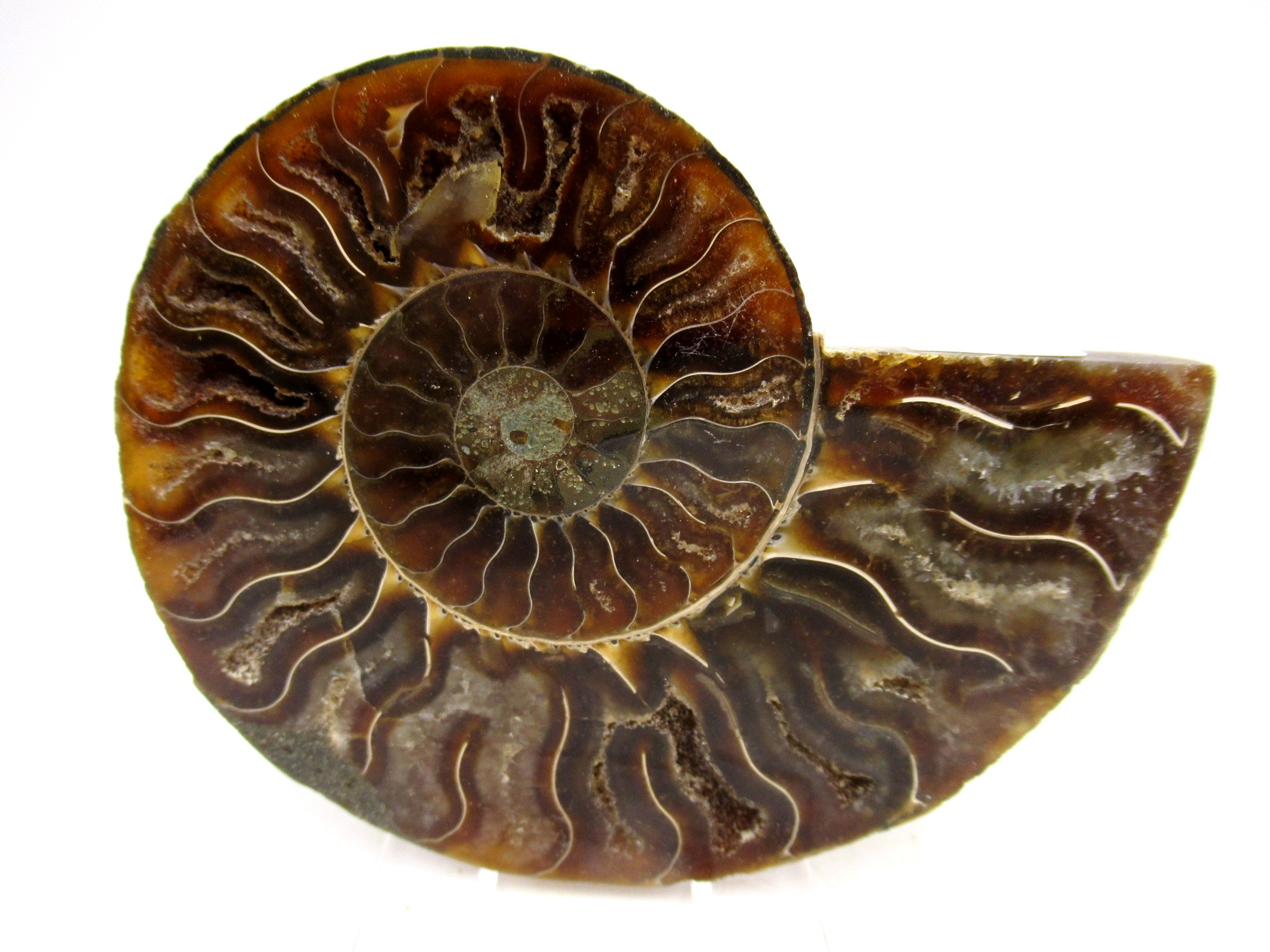 Madagascar Cretaceous Cleoniceras Ammonite MED Pair 158b | Fossils for Sale General Cretaceous Age Cleoniceras Ammonite Medium Pair Fossils From Madagascar For Sale #158b