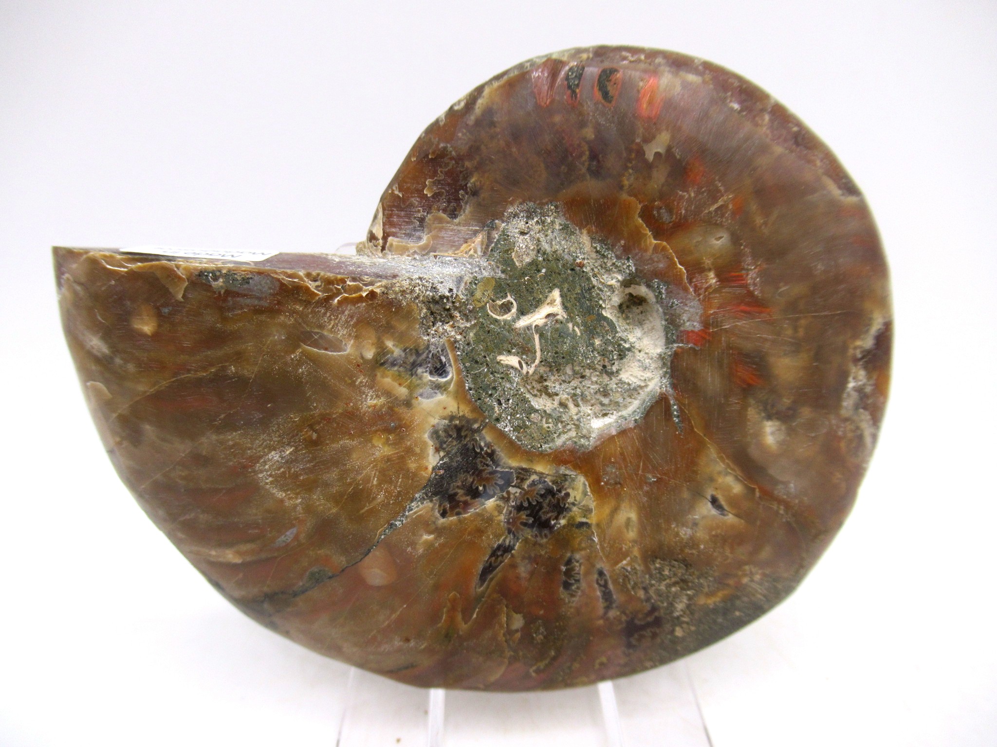 Madagascar Cretaceous Cleoniceras Ammonite MED Pair 158c | Fossils for Sale General Cretaceous Age Cleoniceras Ammonite Medium Pair Fossils From Madagascar For Sale #158c