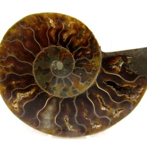 General Cretaceous Age Cleoniceras Ammonite Medium Pair Fossils From Madagascar For Sale #160
