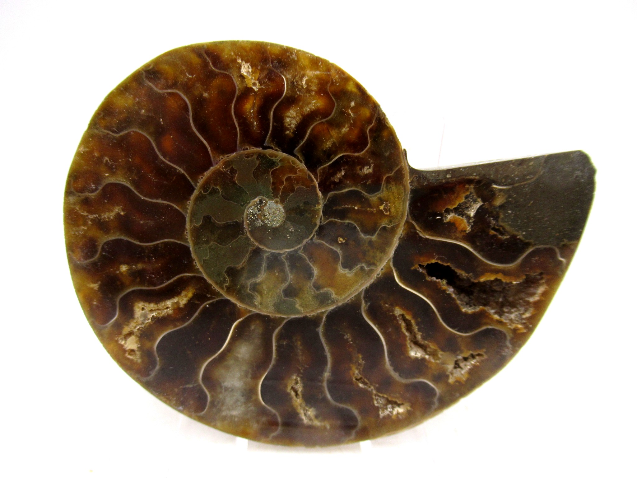 Madagascar Cretaceous Cleoniceras Ammonite MED Pair 160 | Fossils for Sale General Cretaceous Age Cleoniceras Ammonite Medium Pair Fossils From Madagascar For Sale #160