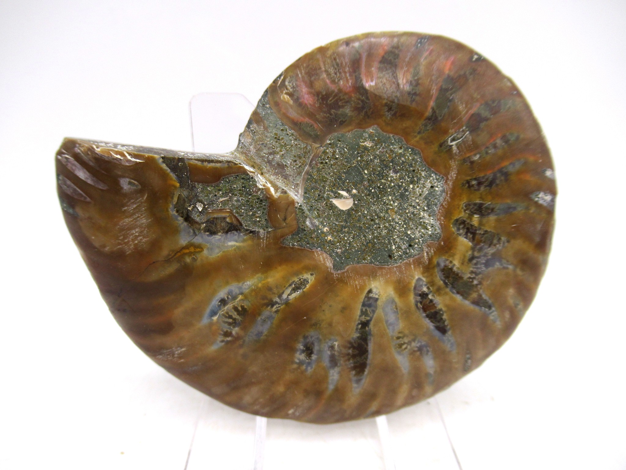 Madagascar Cretaceous Cleoniceras Ammonite MED Pair 160a | Fossils for Sale General Cretaceous Age Cleoniceras Ammonite Medium Pair Fossils From Madagascar For Sale #160a