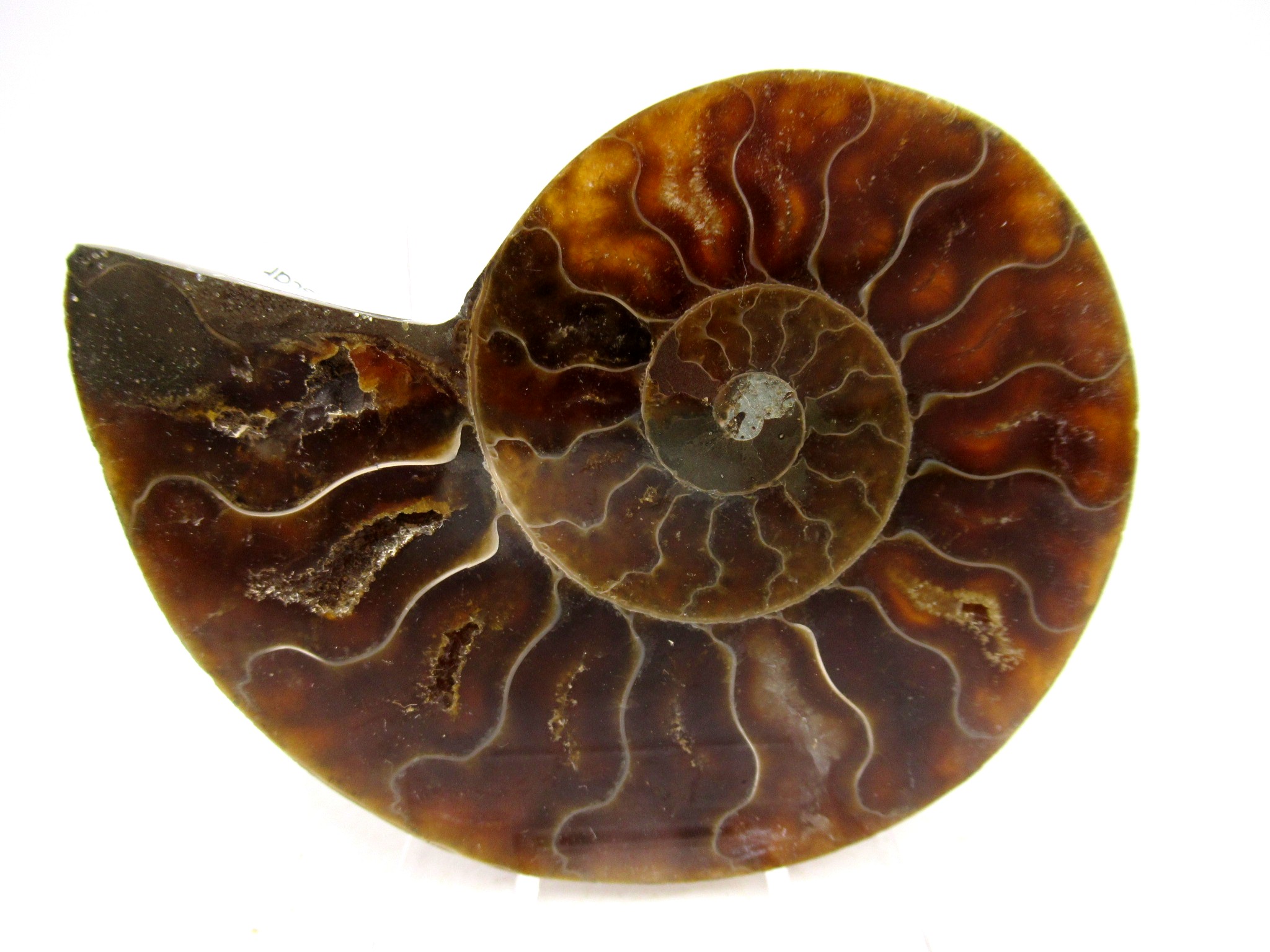 Madagascar Cretaceous Cleoniceras Ammonite MED Pair 160b | Fossils for Sale General Cretaceous Age Cleoniceras Ammonite Medium Pair Fossils From Madagascar For Sale #160b