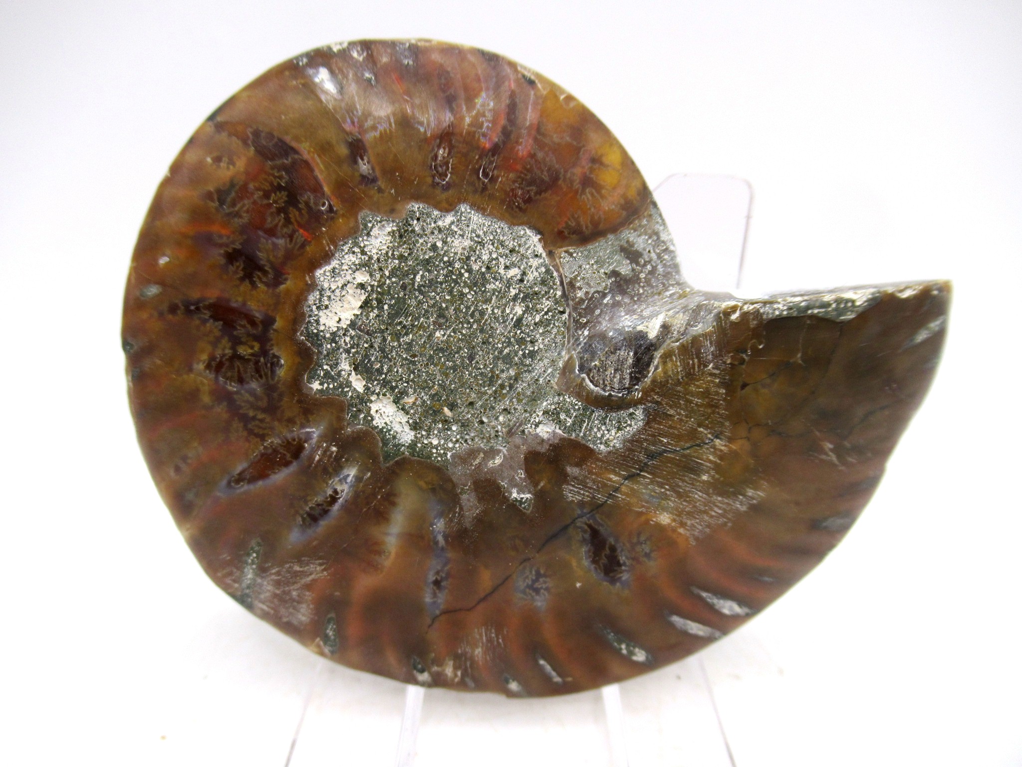 Madagascar Cretaceous Cleoniceras Ammonite MED Pair 160c | Fossils for Sale General Cretaceous Age Cleoniceras Ammonite Medium Pair Fossils From Madagascar For Sale #160c