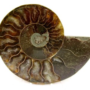 General Cretaceous Age Cleoniceras Ammonite Medium Pair Fossils From Madagascar For Sale #161