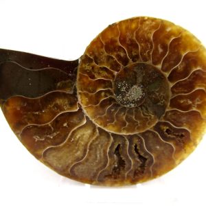 General Cretaceous Age Cleoniceras Ammonite Medium Pair Fossils From Madagascar For Sale #162