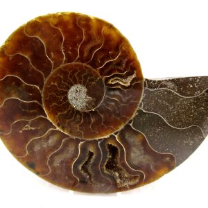 General Cretaceous Age Cleoniceras Ammonite Medium Pair Fossils From Madagascar For Sale #163