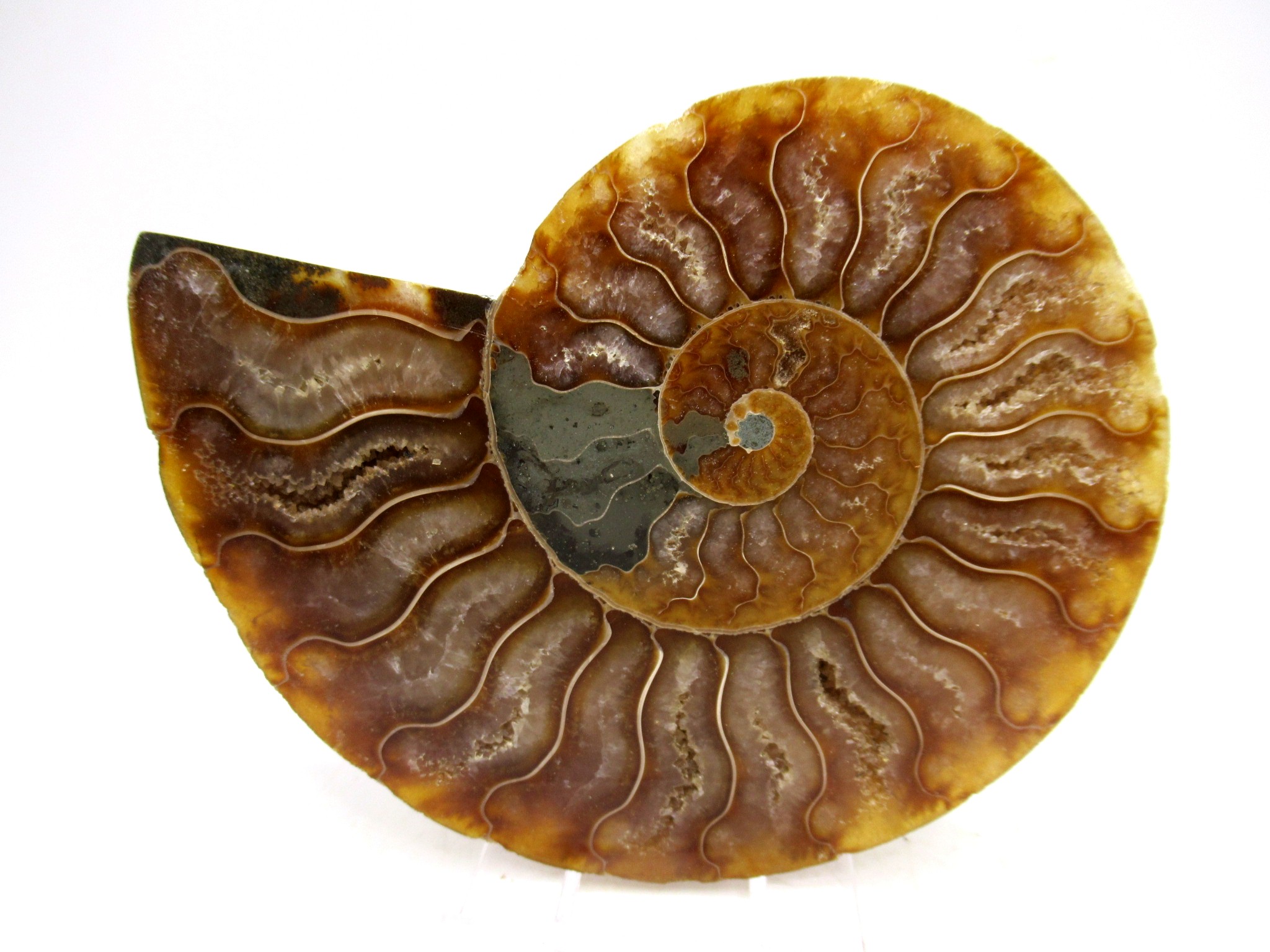 Madagascar Cretaceous Cleoniceras Ammonite MED Pair 164 | Fossils for Sale General Cretaceous Age Cleoniceras Ammonite Medium Pair Fossils From Madagascar For Sale #164