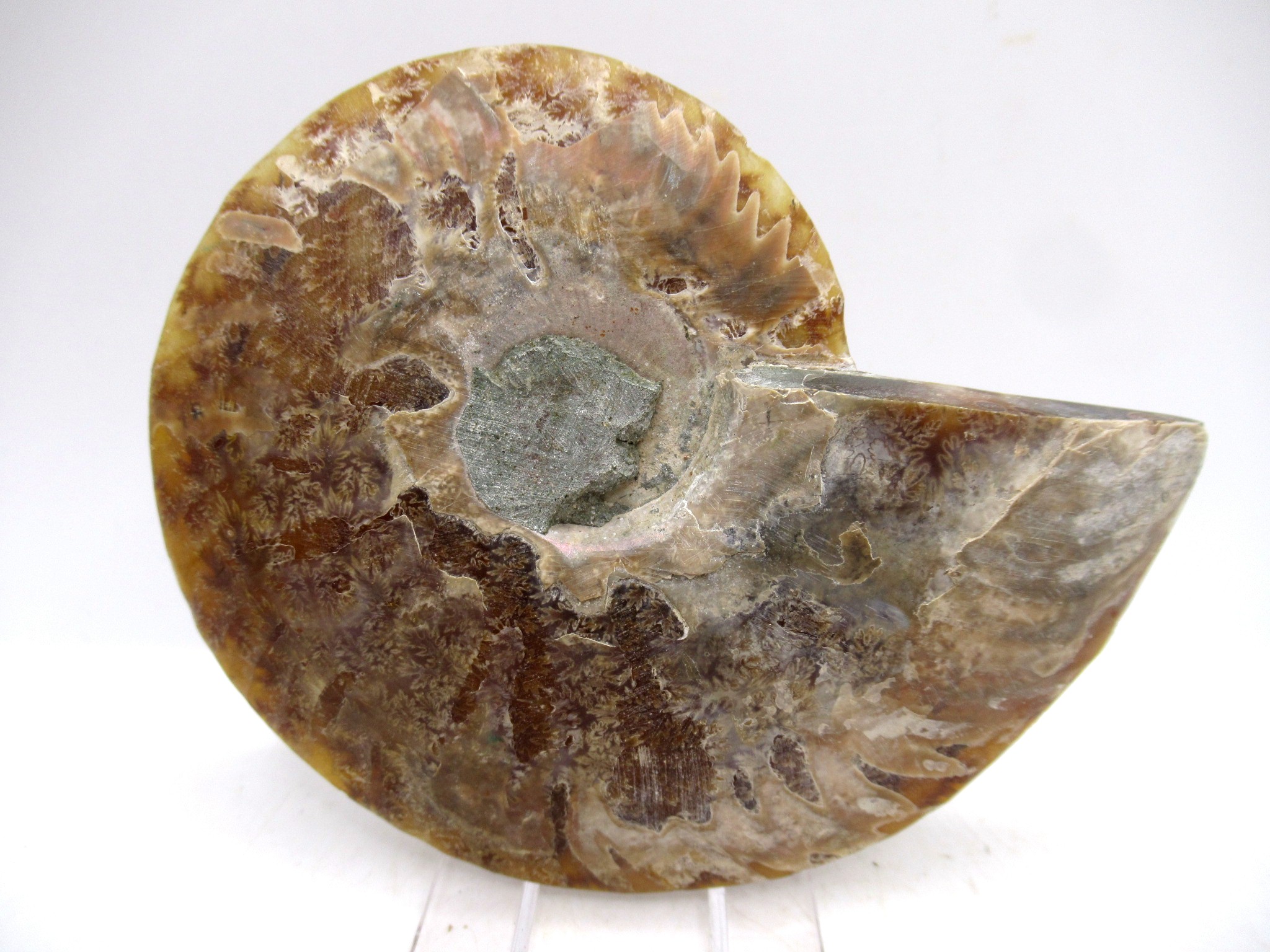 Madagascar Cretaceous Cleoniceras Ammonite MED Pair 164a | Fossils for Sale General Cretaceous Age Cleoniceras Ammonite Medium Pair Fossils From Madagascar For Sale #164a