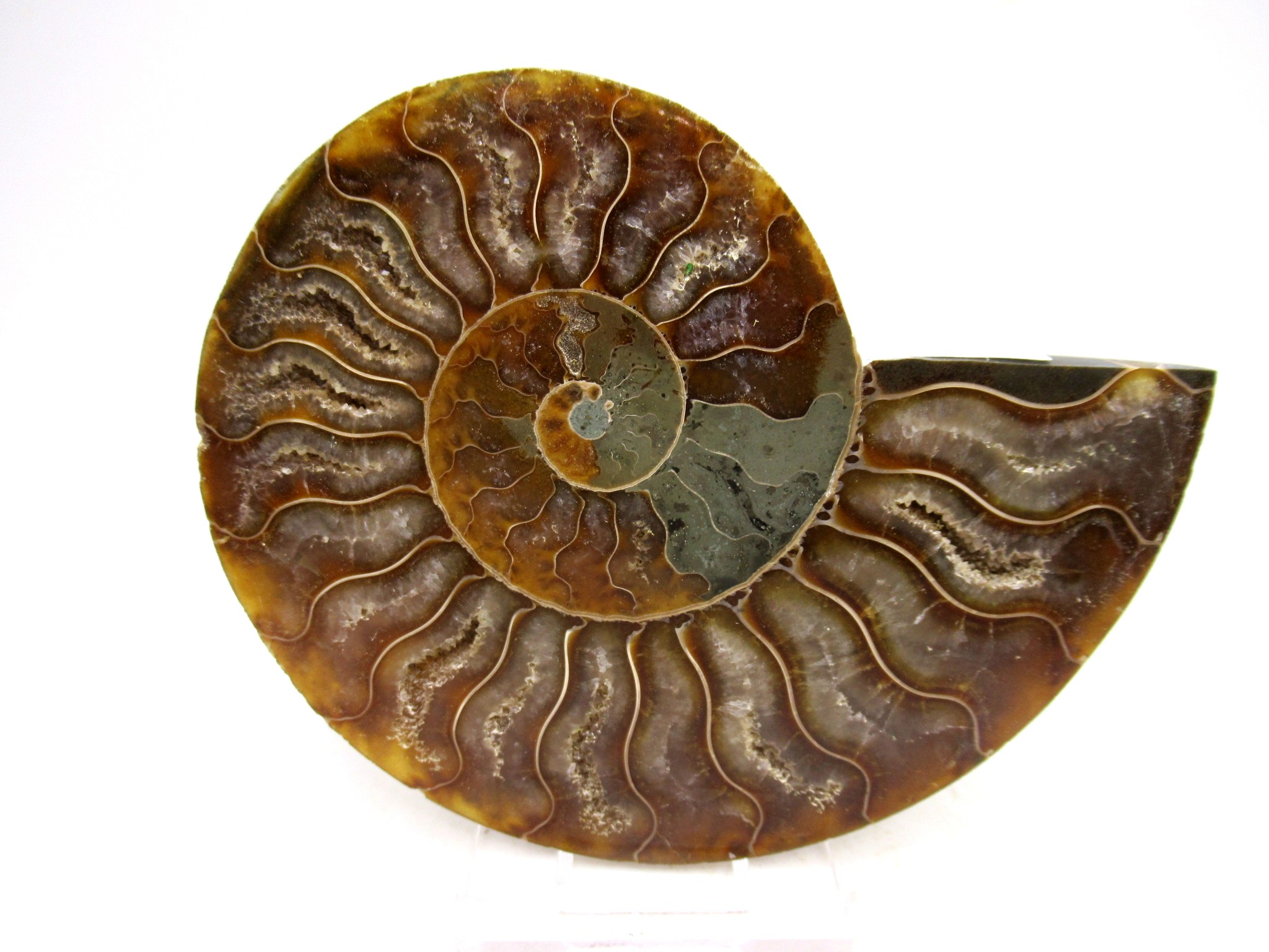 Madagascar Cretaceous Cleoniceras Ammonite MED Pair 164b | Fossils for Sale General Cretaceous Age Cleoniceras Ammonite Medium Pair Fossils From Madagascar For Sale #164b
