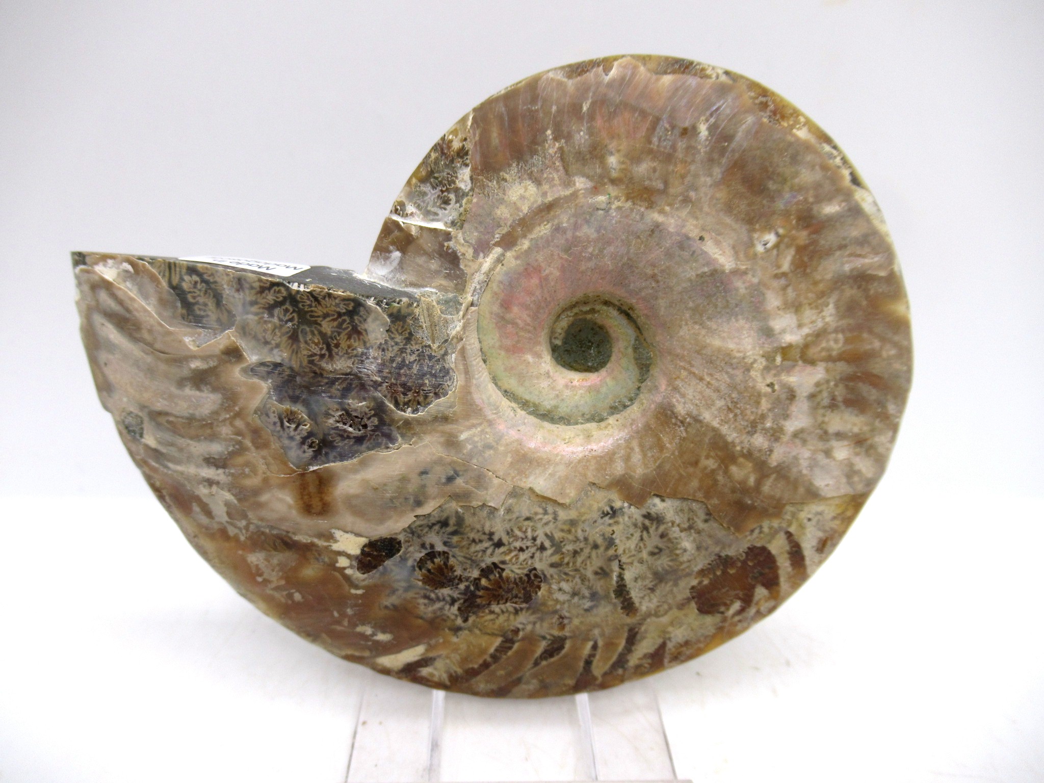Madagascar Cretaceous Cleoniceras Ammonite MED Pair 164c | Fossils for Sale General Cretaceous Age Cleoniceras Ammonite Medium Pair Fossils From Madagascar For Sale #164c