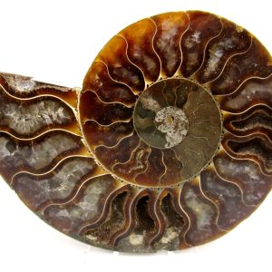 General Cretaceous Age Cleoniceras Ammonite Medium Pair Fossils From Madagascar For Sale #165
