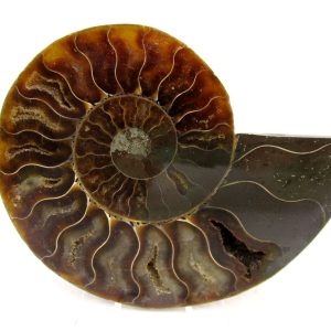 General Cretaceous Age Cleoniceras Ammonite Medium Pair Fossils From Madagascar For Sale #167