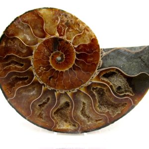 General Cretaceous Age Cleoniceras Ammonite Medium Pair Fossils From Madagascar For Sale #168