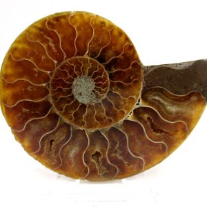 General Cretaceous Age Cleoniceras Ammonite Medium Pair Fossils From Madagascar For Sale #169