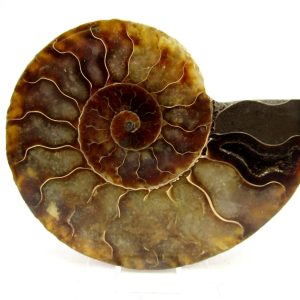 General Cretaceous Age Cleoniceras Ammonite Medium Pair Fossils From Madagascar For Sale #170