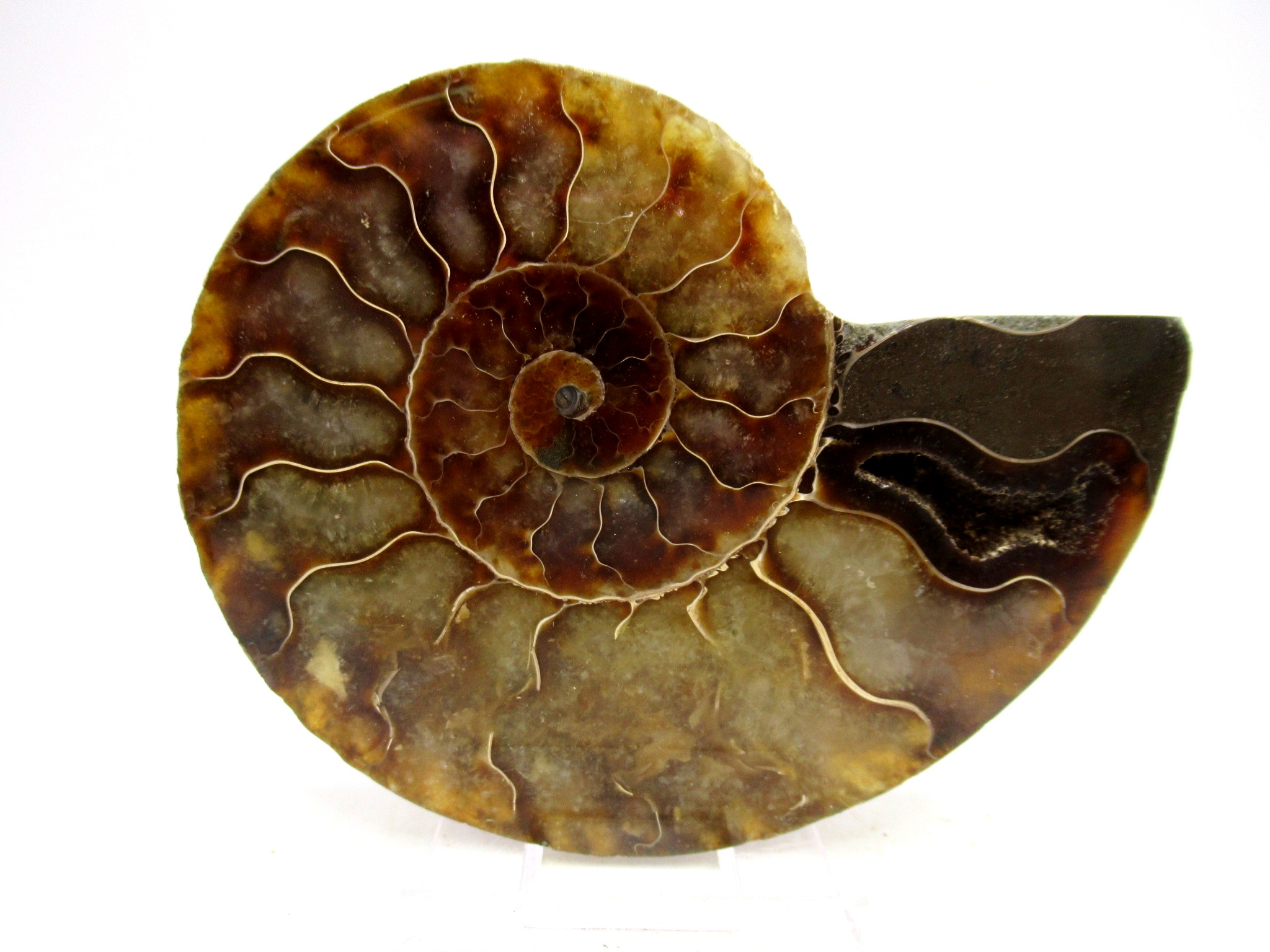 Madagascar Cretaceous Cleoniceras Ammonite MED Pair 170 | Fossils for Sale General Cretaceous Age Cleoniceras Ammonite Medium Pair Fossils From Madagascar For Sale #170