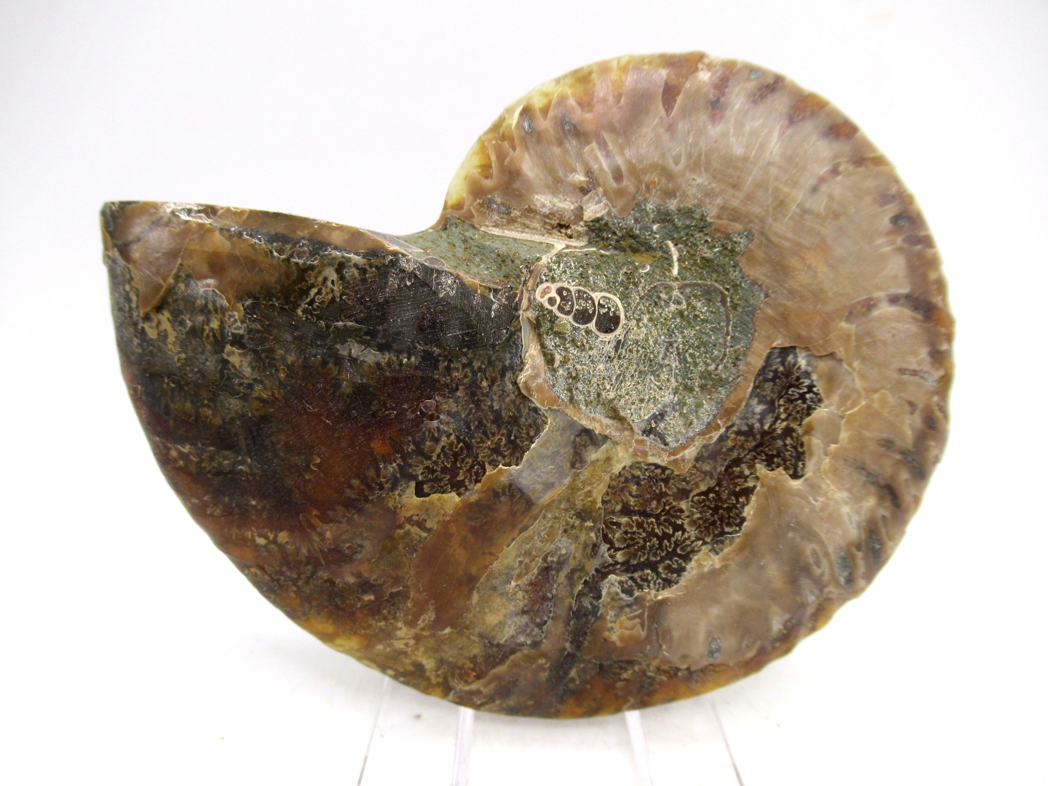 Madagascar Cretaceous Cleoniceras Ammonite MED Pair 170a | Fossils for Sale General Cretaceous Age Cleoniceras Ammonite Medium Pair Fossils From Madagascar For Sale #170a